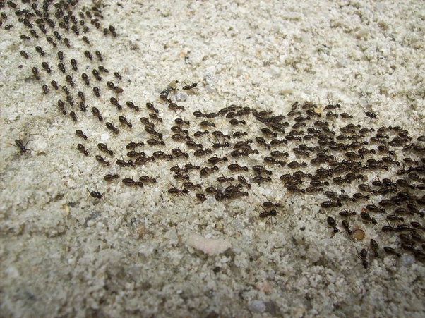 A mass of ants, walking in a broad line together.