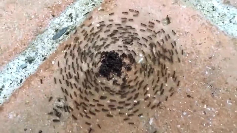 A mass of ants, rotating in a spiral.